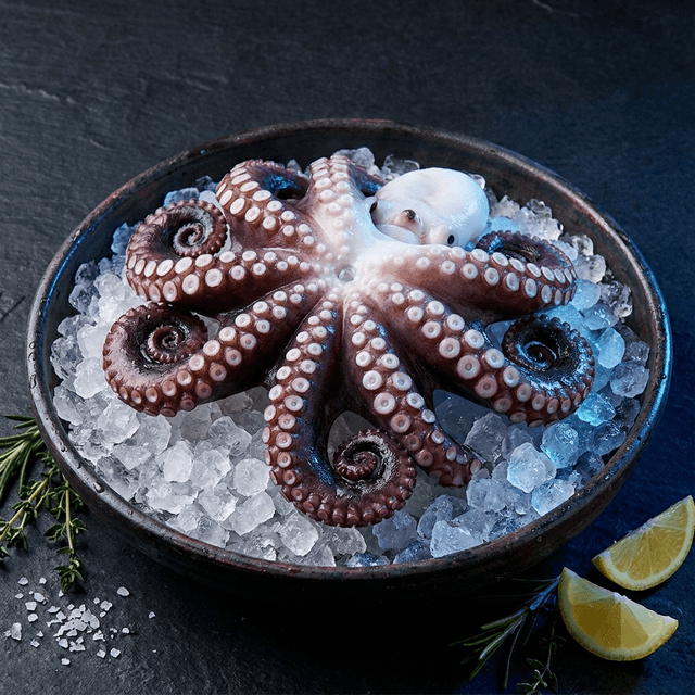 Octopus Vulgaris - Image 2