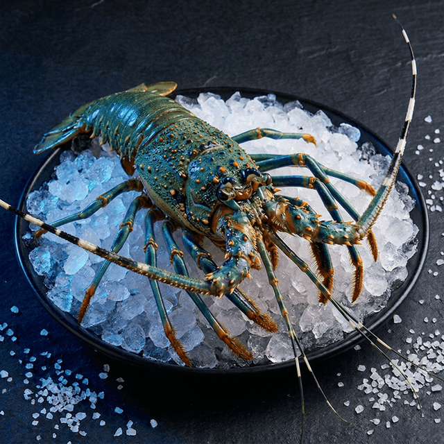 Udang Karang Batu