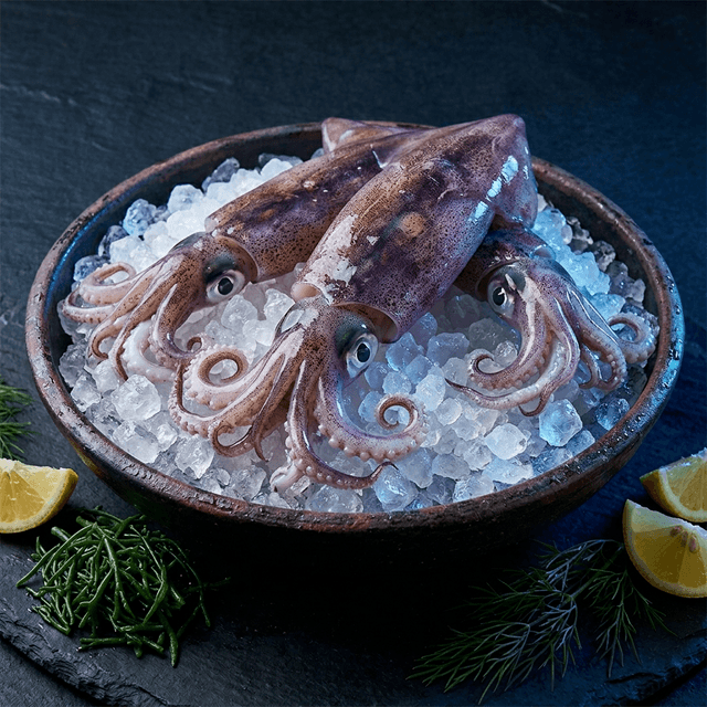 Tube Squid - Image 5