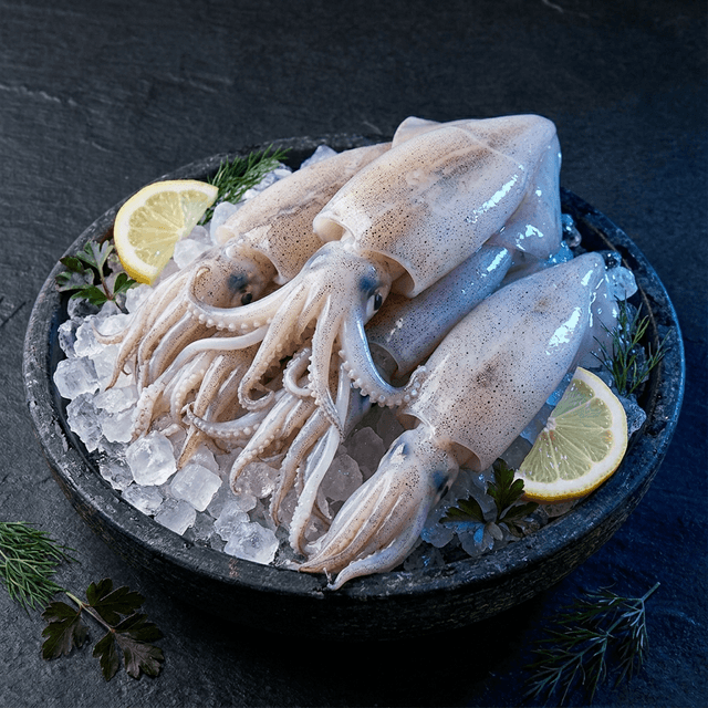 Tube Squid - Image 4